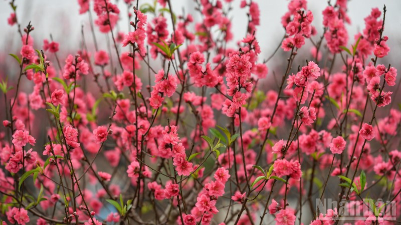 Attachment image.jpg